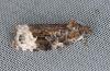 Apotomis capreana